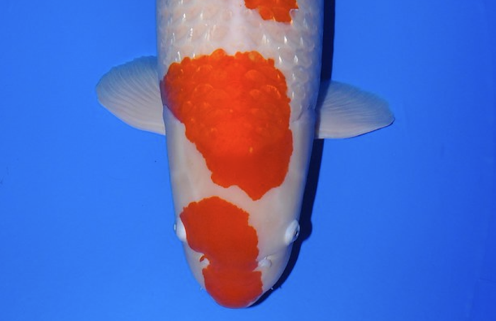 Best in avriety Ginrin Kohaku Koicenter Tiel Joachim Luisman