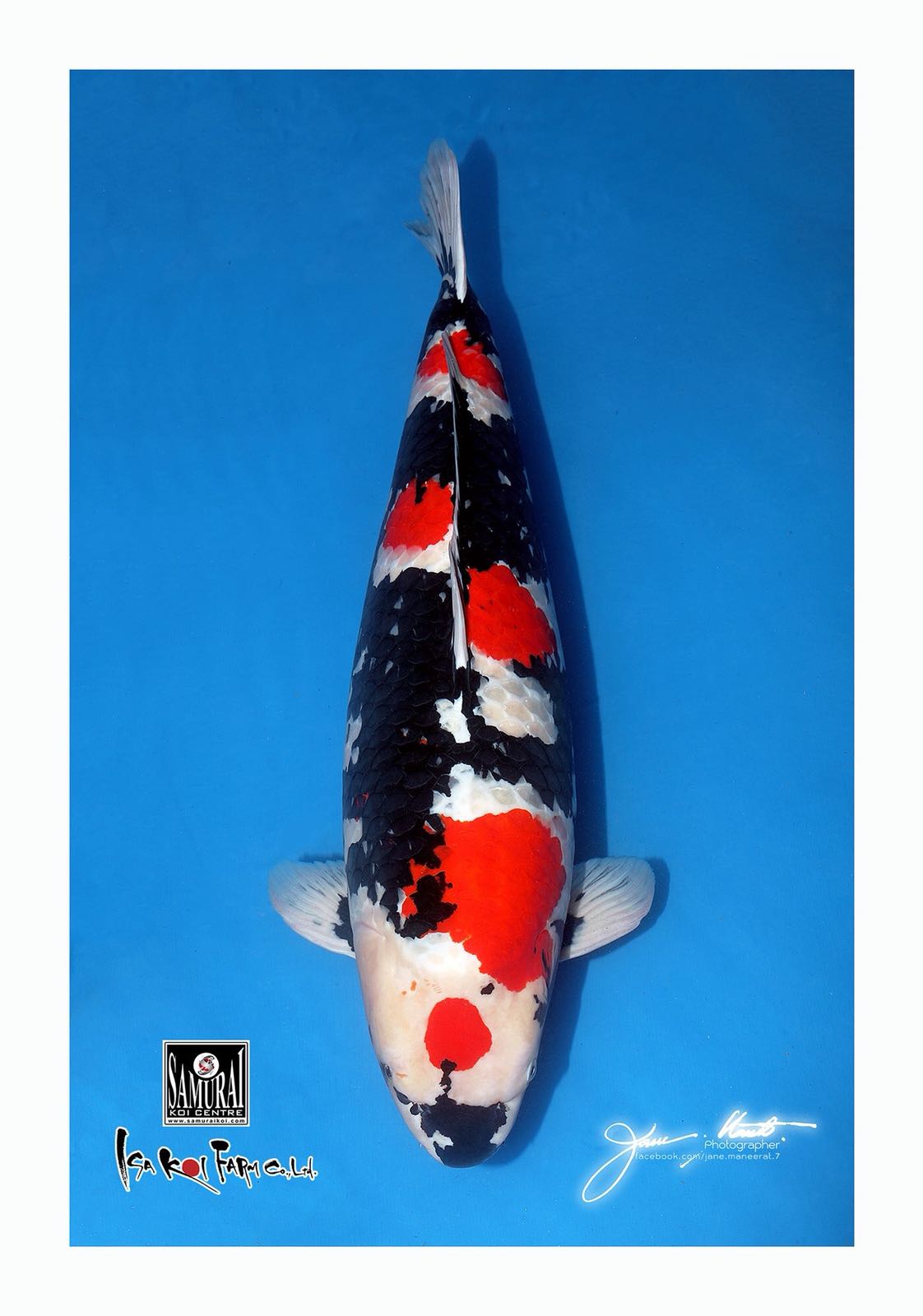 Grand Champion Showa op de All Asia Cup 2018 Indonesia handles by Samurai Koi Centre, bred by Isa Koi Farm, picture by Jane Maneerat