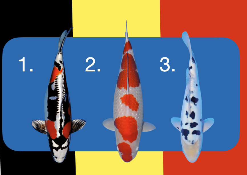 Challenge? Guess the varieties and win one of five free tickets to the koi show in Belgium! Do you know them all?