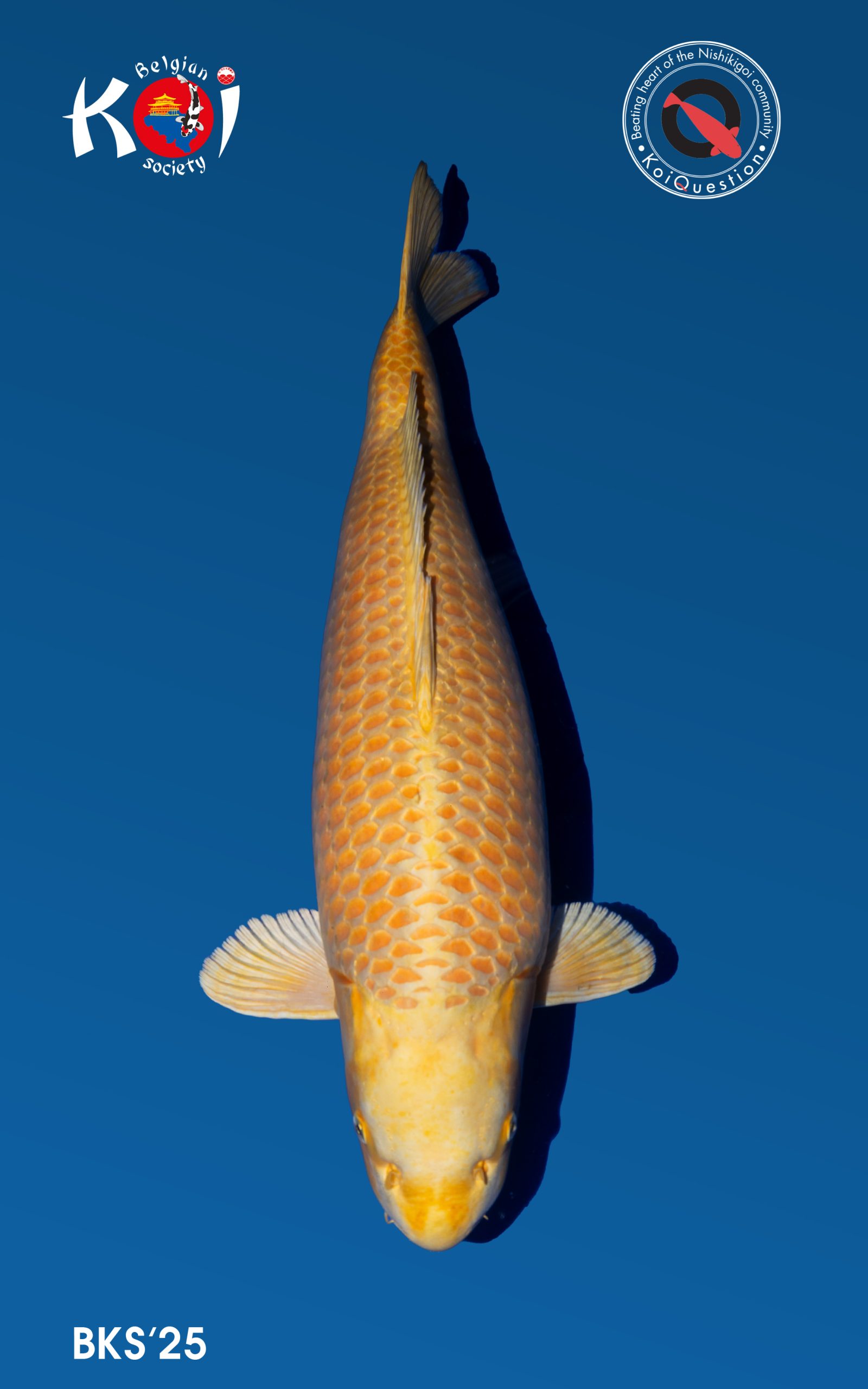 Best in Variety Hikari mujimono Belgian Koi Show 2025 BKS25