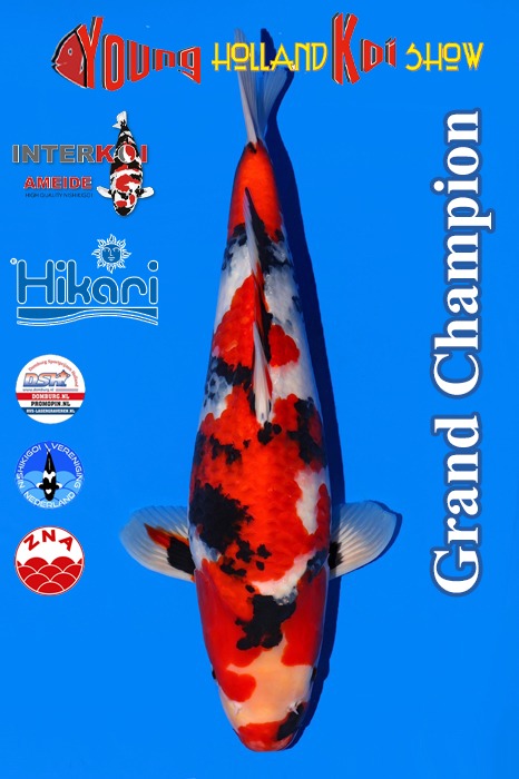 Grand Champion Young Holland Koi Show 2025 gewoinnen door Nico Sellis - Interkoi Ameide
