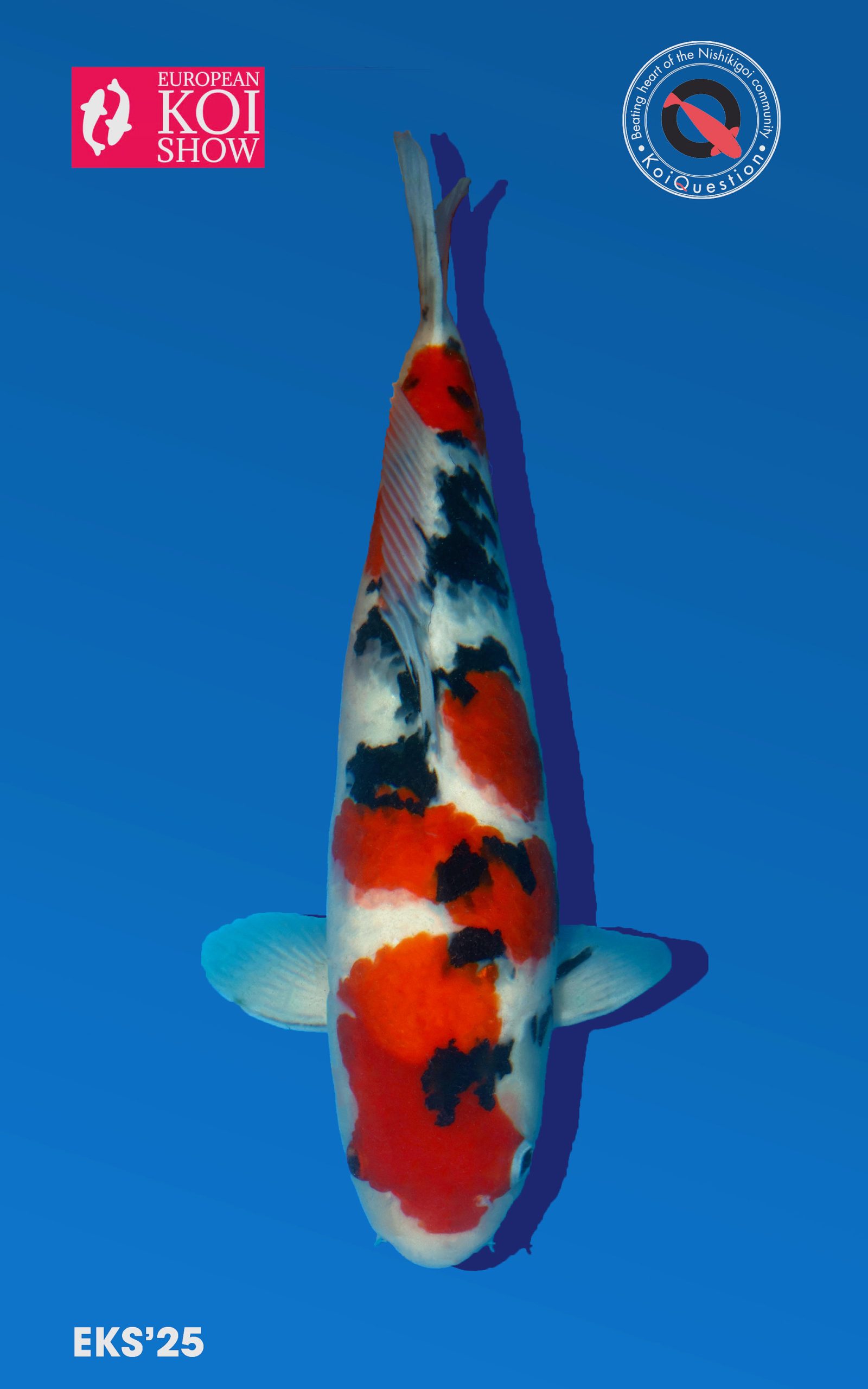 Best is Size 5 European Koi Show 2025 Mark Bijvank