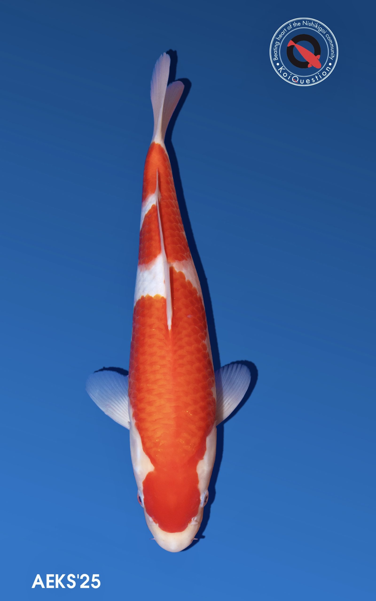 Baby Champion - Kohaku owned by karen Tovey 1