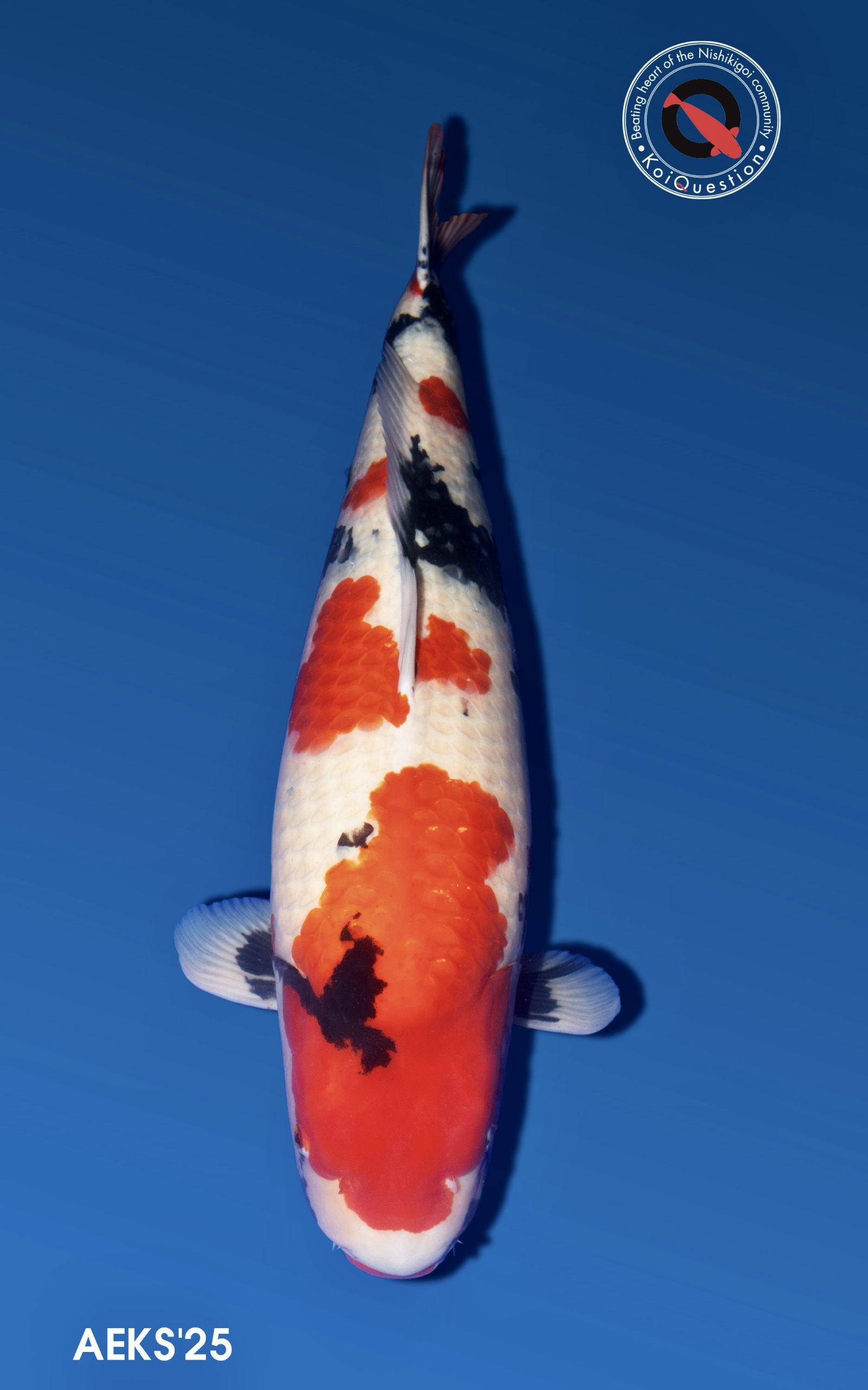 Grand Champion All England Koi Show 2025