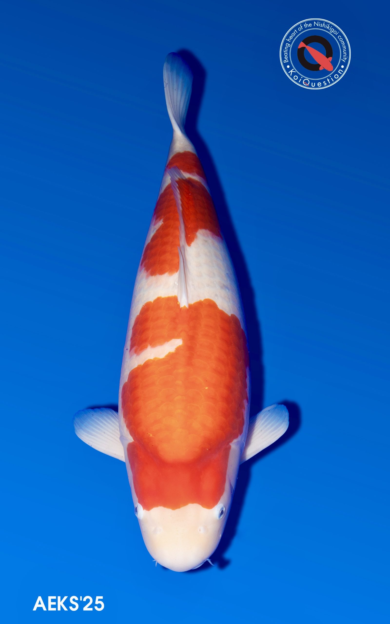 Mature Champion - Kohaku owned by Andy Corrie