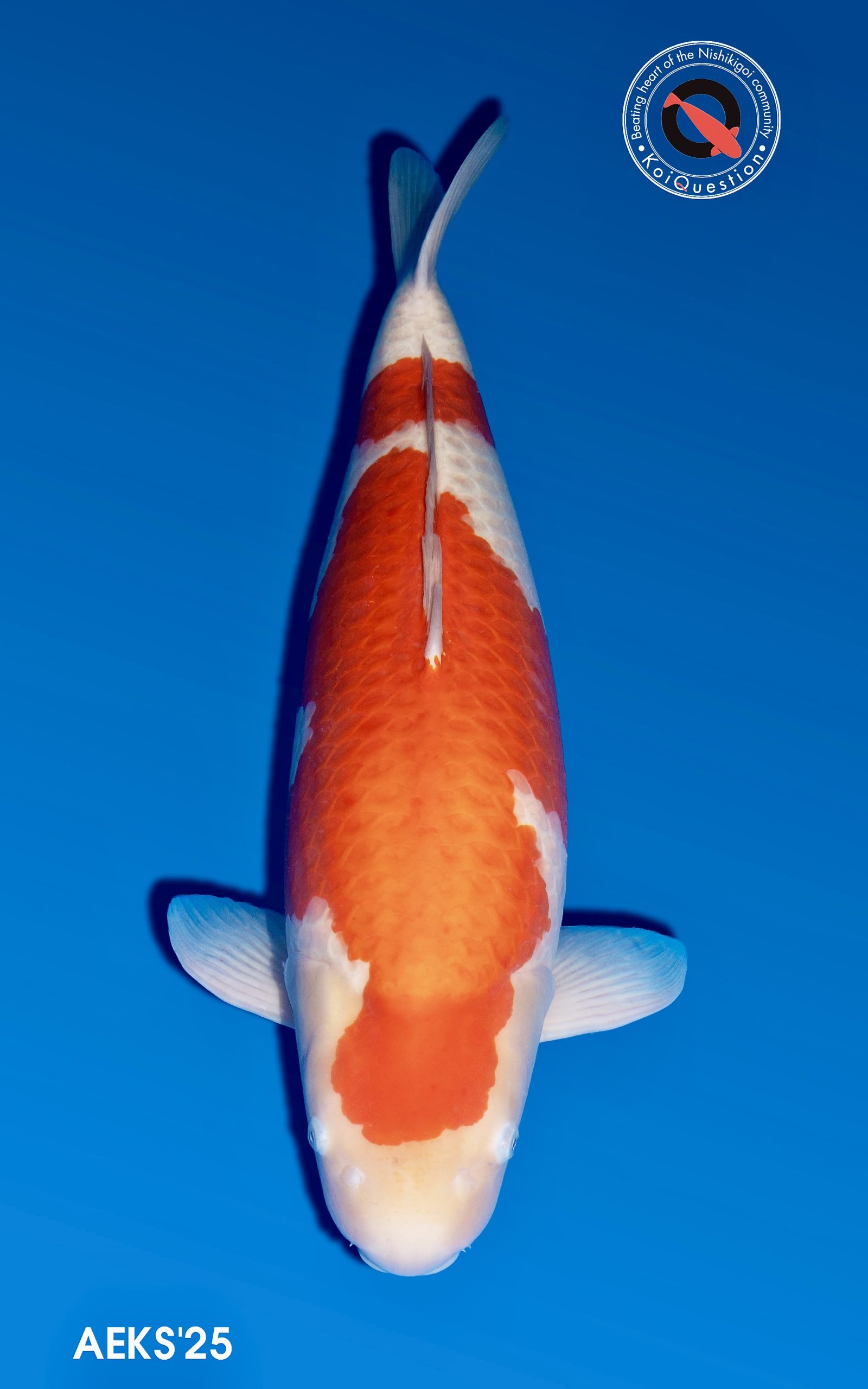 Superior Champion - Kohaku owned by Joe Angel