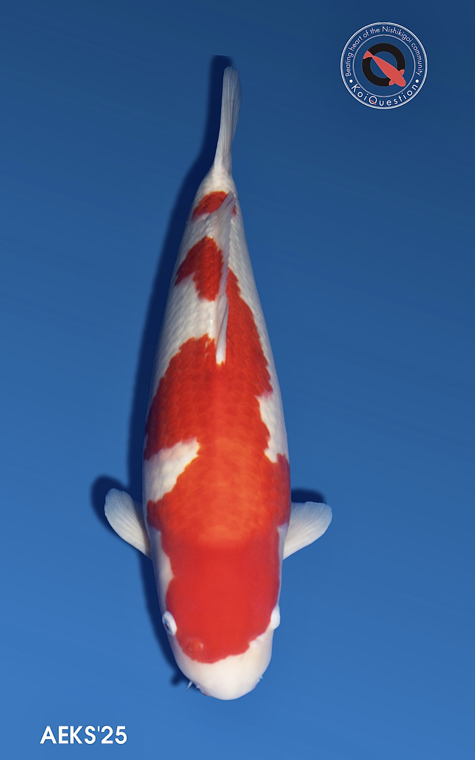 Young Champion - Nidan Kohaku owned by Karen Tovey