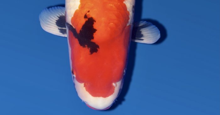 Grand Champion All England Koi Show 2025 headshot with kuchibeni on a dainichi Showa