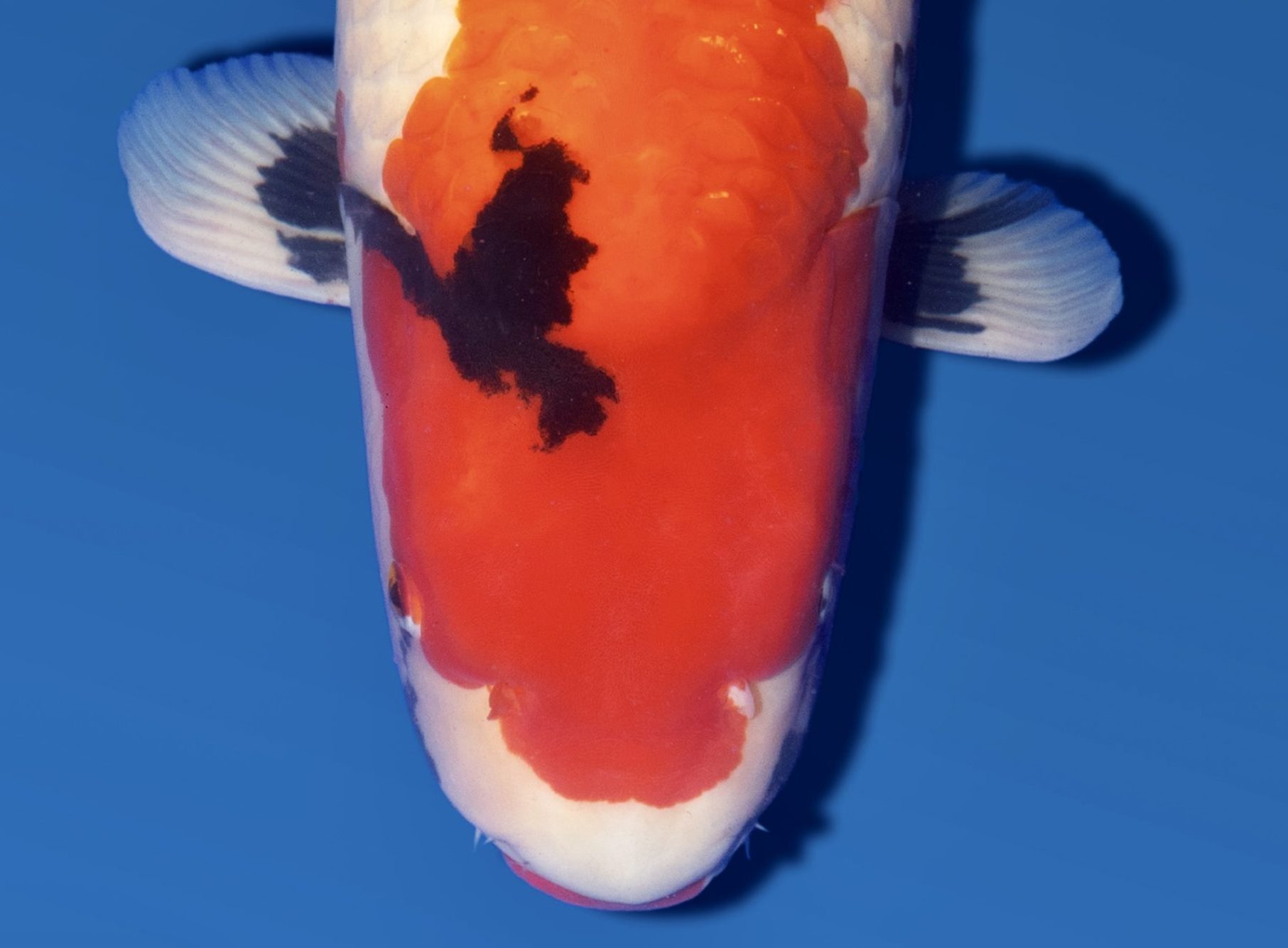 The massive head of Andrew Corrie's Grand Champion Showa by Dainichi at the 2025 All England Koi Show