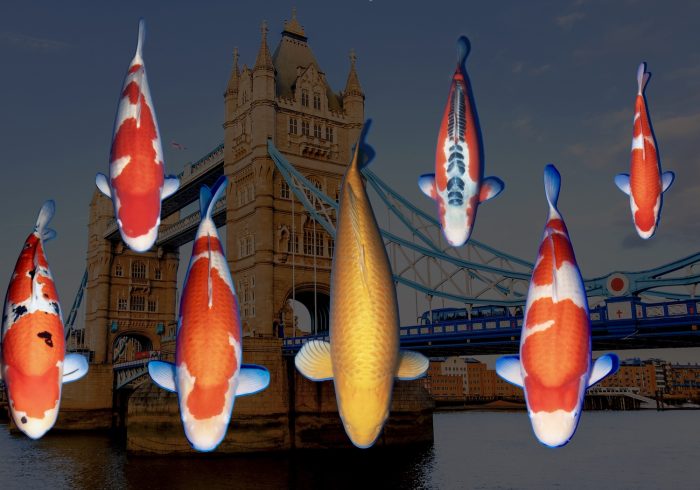 Major Awards All England Koi Show 2025 Major Awards All England Koi Show