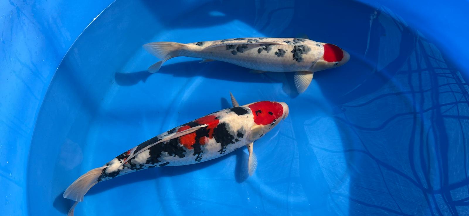 Natuurlijk brengen we vooral veel mooie Koi in beeld ook. 