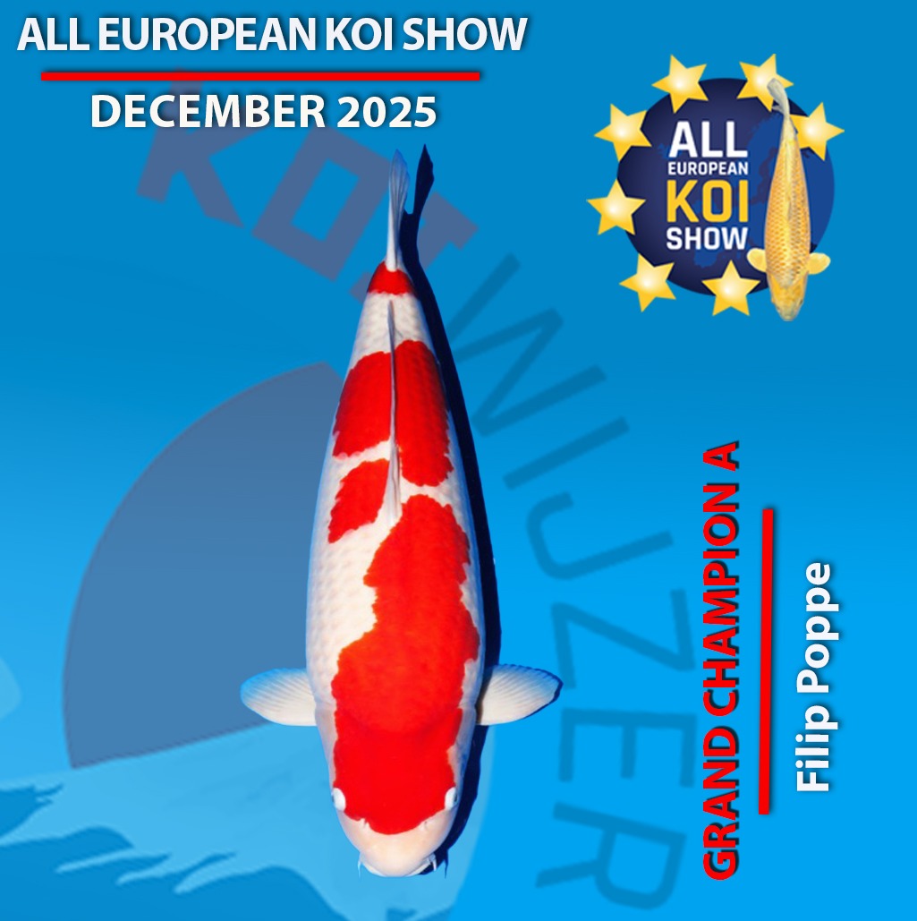 Filip Poppe vince con il Kohaku Grand Champion A All European Online Koi Show 2025 win edition