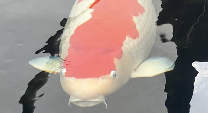 Grand Champion Online `European Koi Show 2025