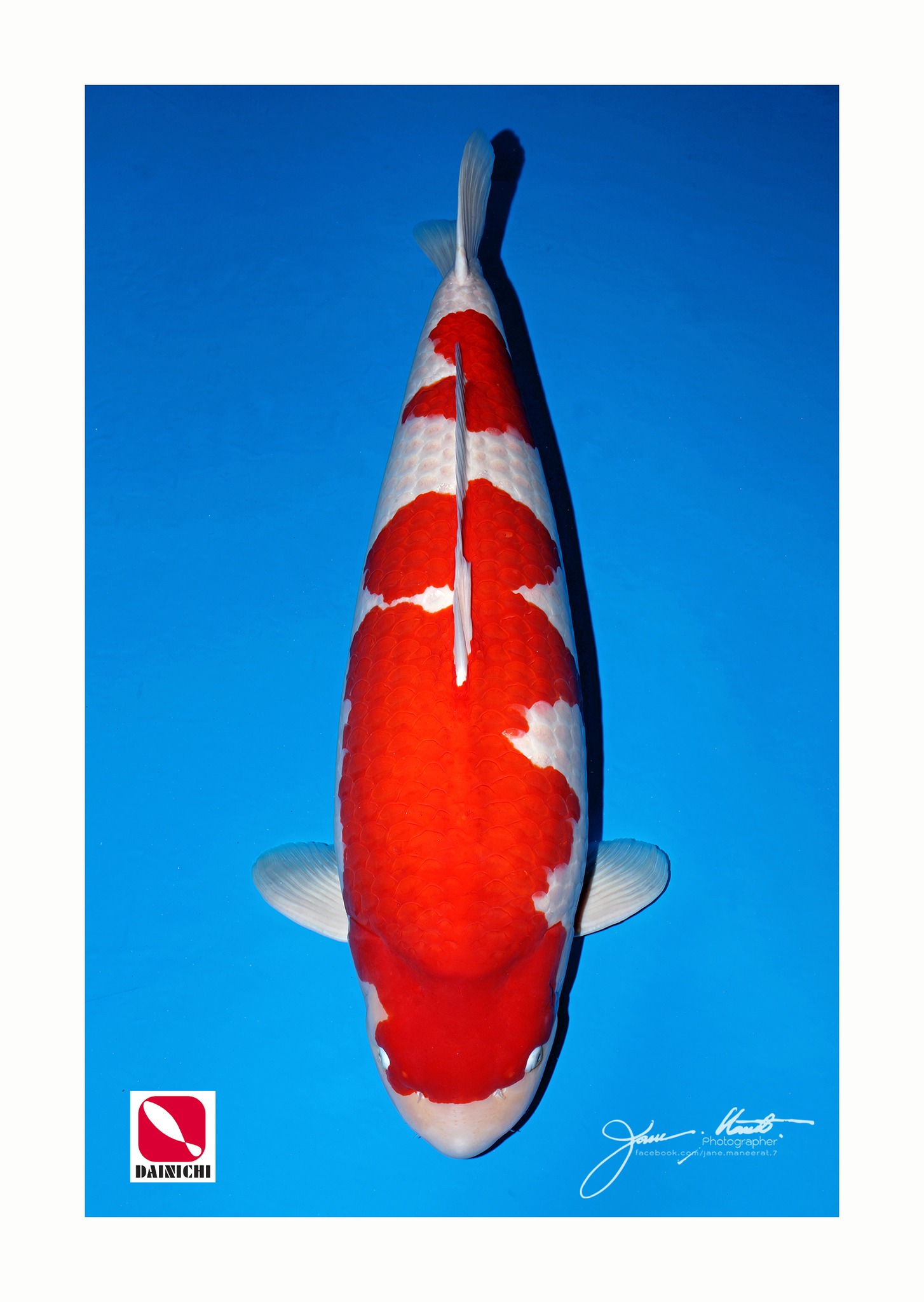 GC AJKS 26 Dainichi Kohaku Rokusai offspring of WILD