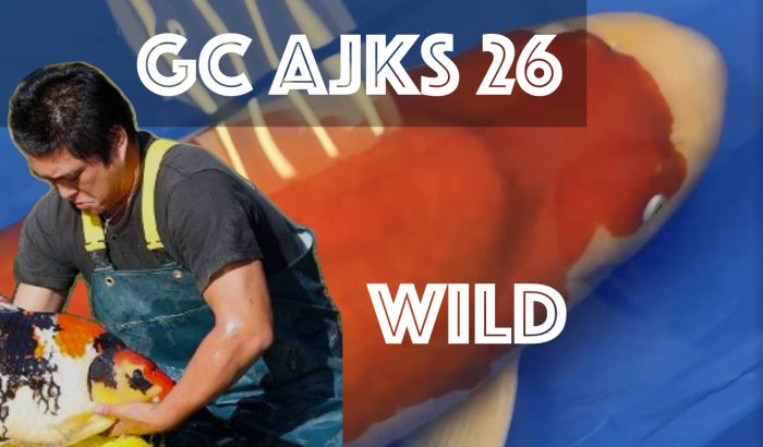 GC AJKS26: 6-year-old Dainichi Kohaku sets new benchmark Grand Champion All Japan Koi Show 2026