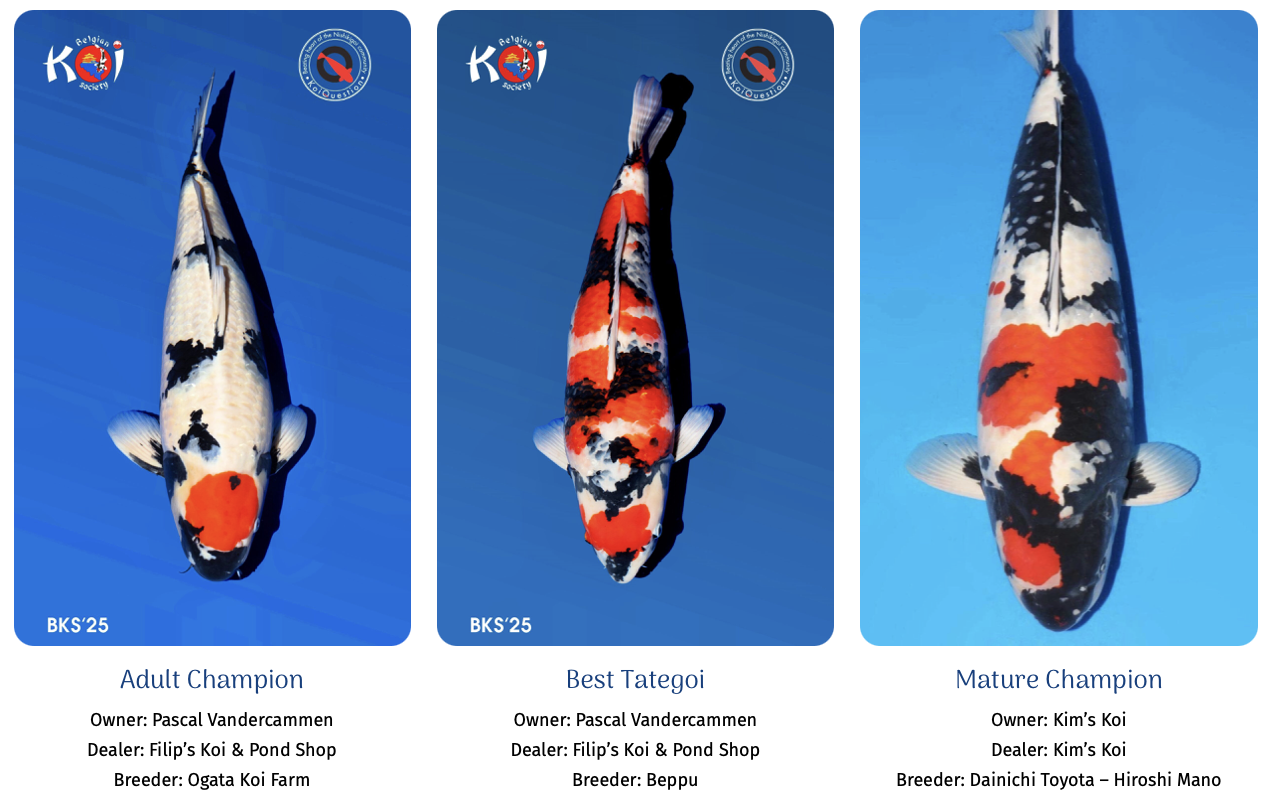 Some Major Awards Belgian Koi Show 2025