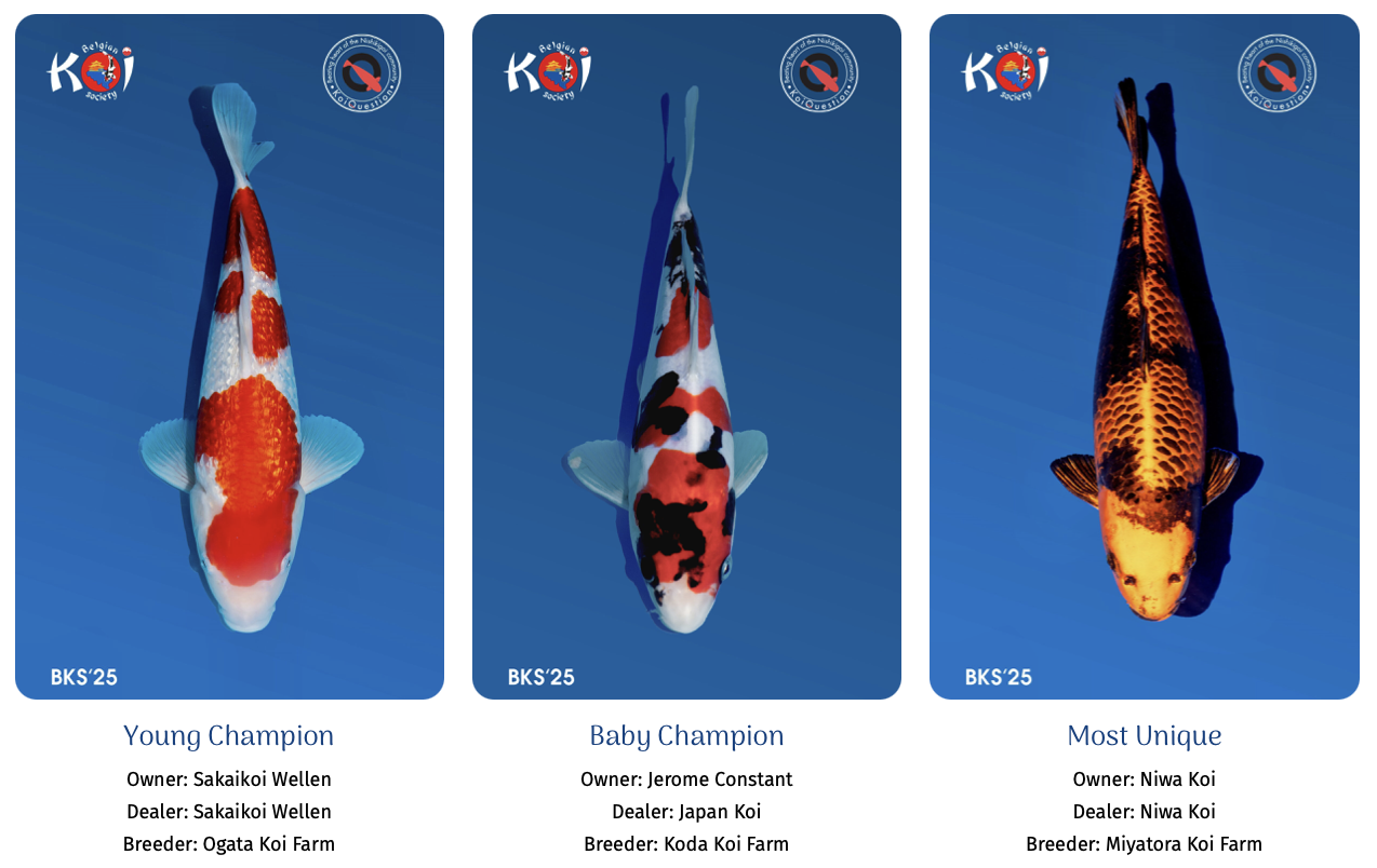 Major Awards Belgian Koi Show 2025