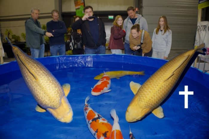 Grand Champion B BKS