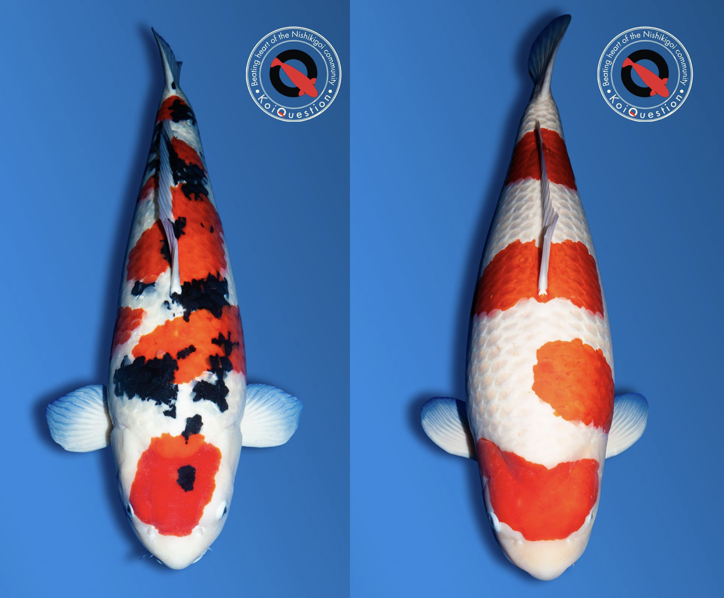 Side by side comparison of The Grand Champin and Supreme Champion of the Belgian Koi Show 2026
