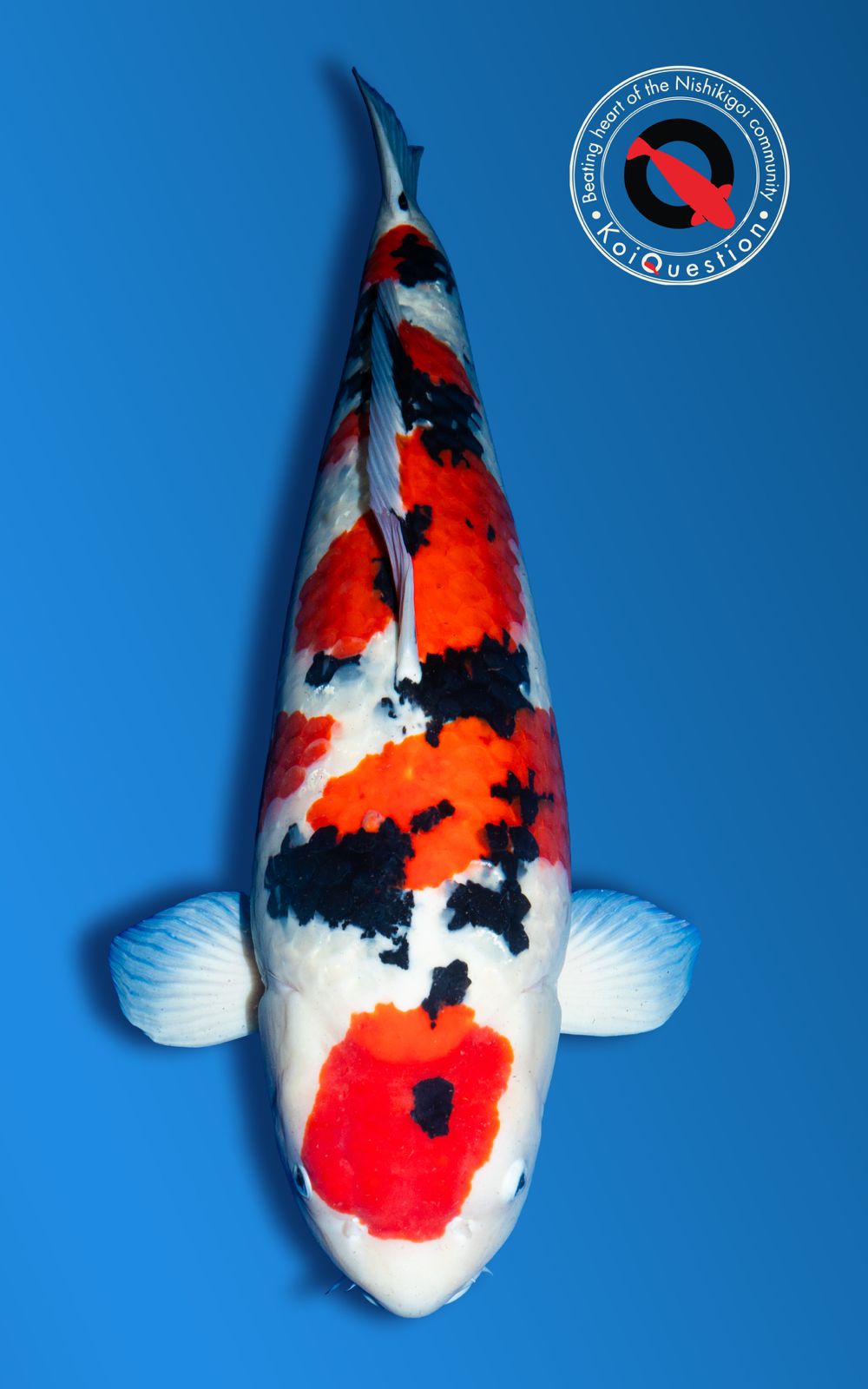 Grand Champion Belgian Koi Show 2026 – Sanke from Wim de WItte