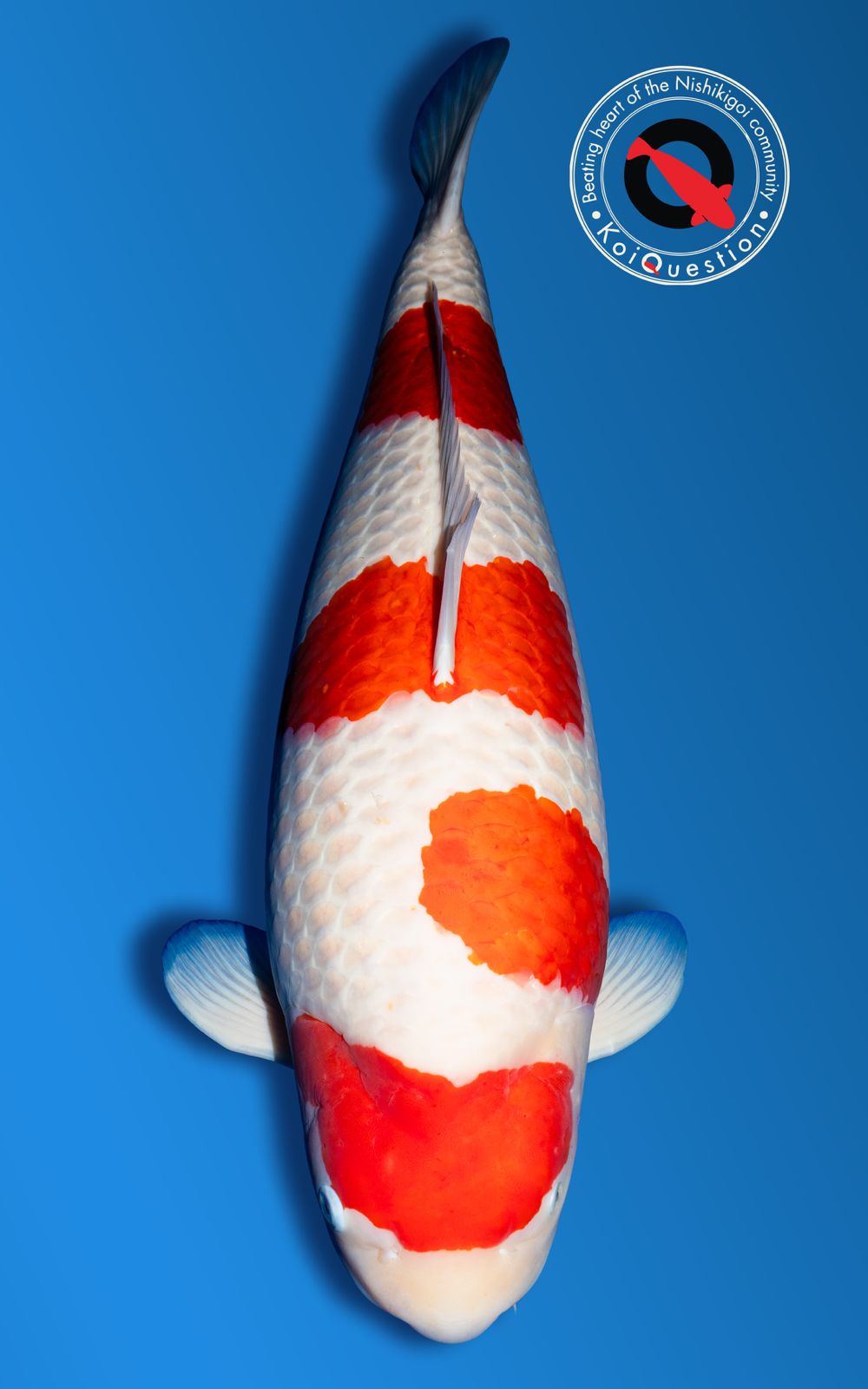 Supreme Champion Belgian Koi Show 2026