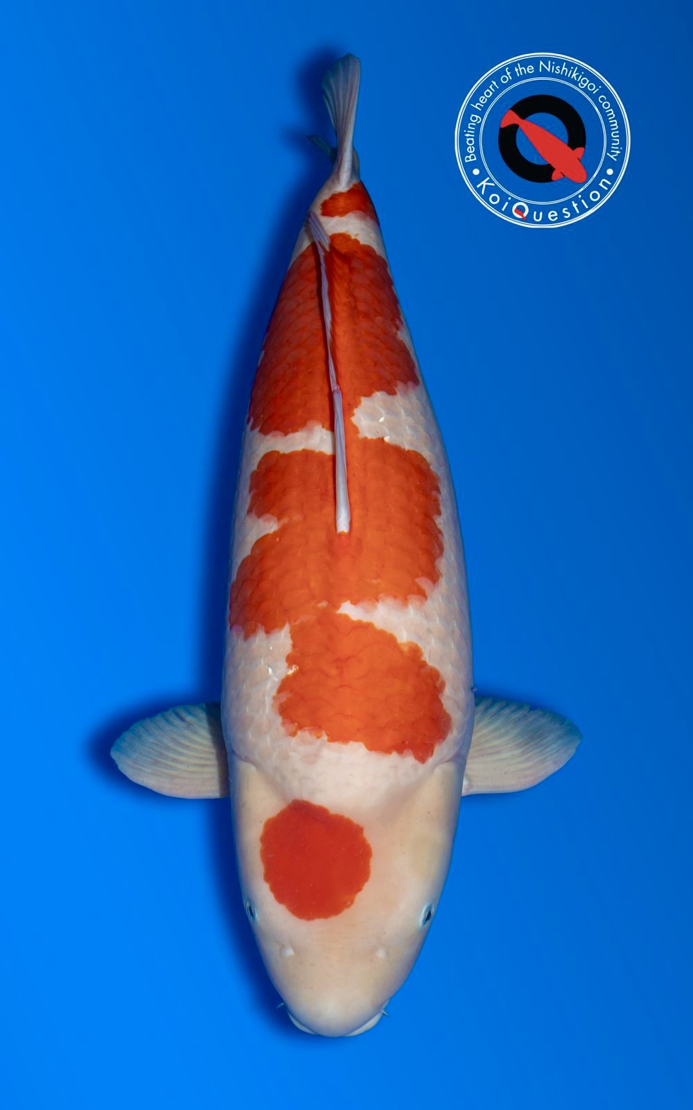 Grand Champion Kohaku Geert Schrijvers Italian Koi Show 2026