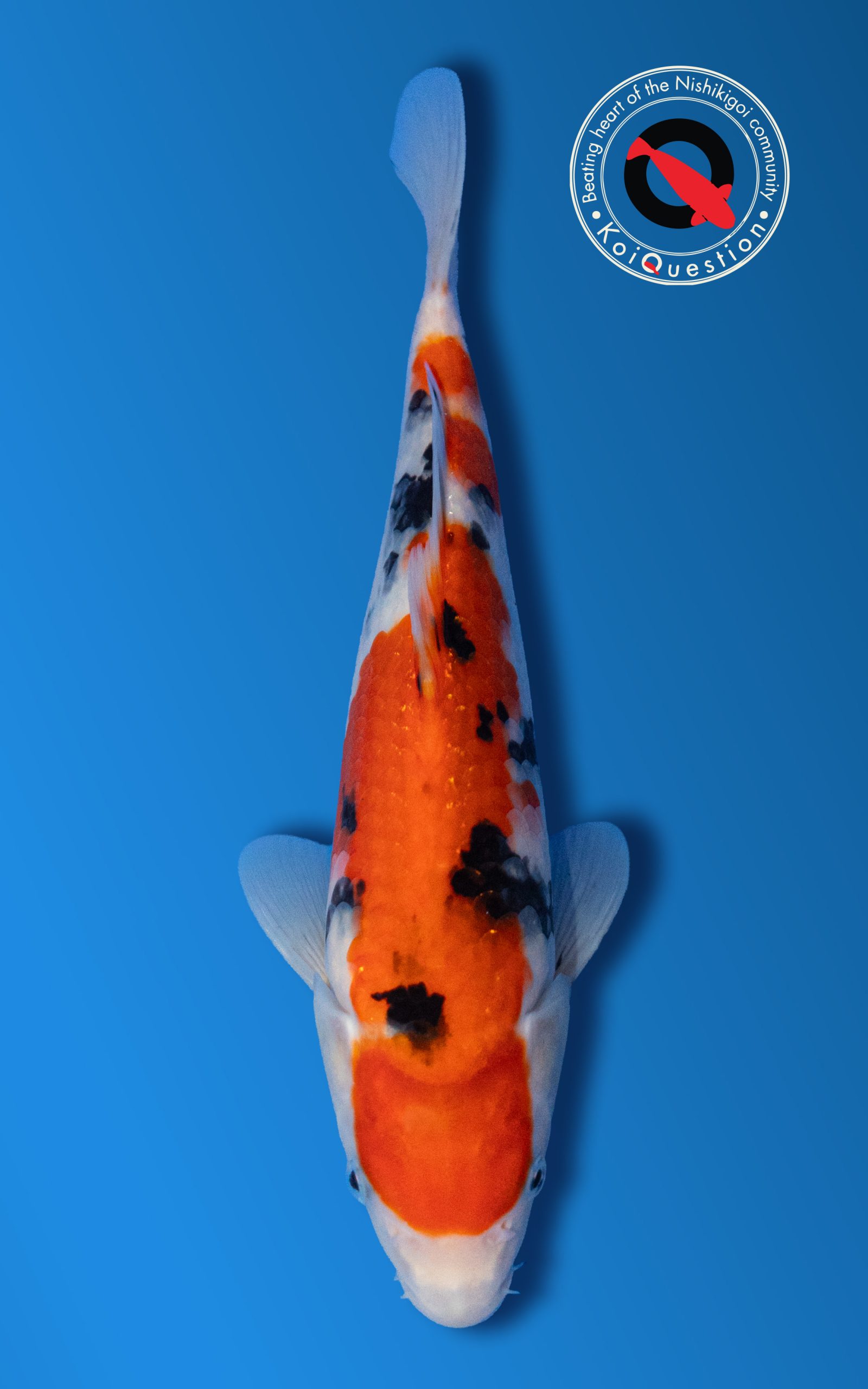 Baby Champion Italian Koi Show 2026