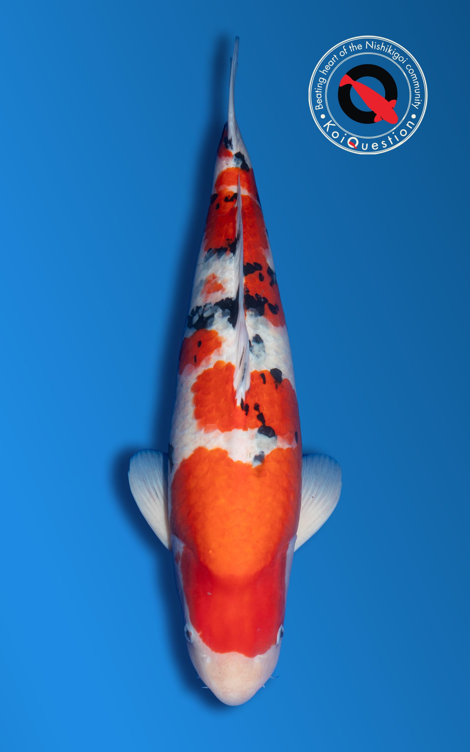 tategoi Champion Italian Koi Show 2026