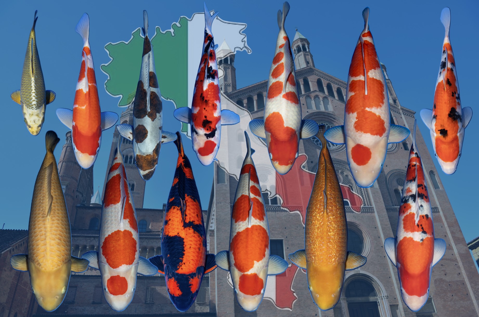 Major Awards Italian Koi Show 2026