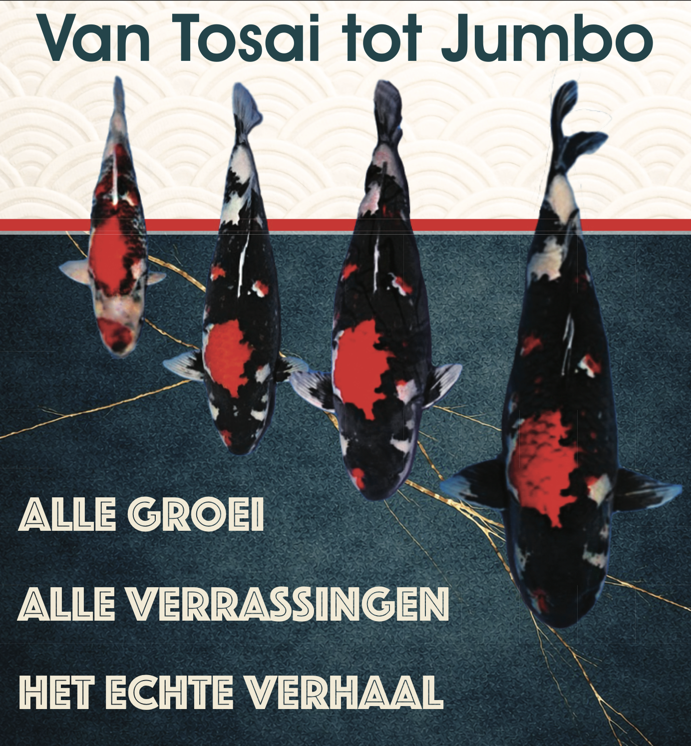 De bloedeigen mascotte uit de beginjaren van KoiQuestion is de ideale Koi voor op het affiche. De Showa was jaren achtereen de grootste in zijn leeftijdsgroep en had behalve voortvarend ook een erg verassende ontwikkeling; ze werd namelijk een Goromo Showa. De Mascotte stierf uiteindelijk met 90+ cm in de mudpound van haar zevende levensjaar. 