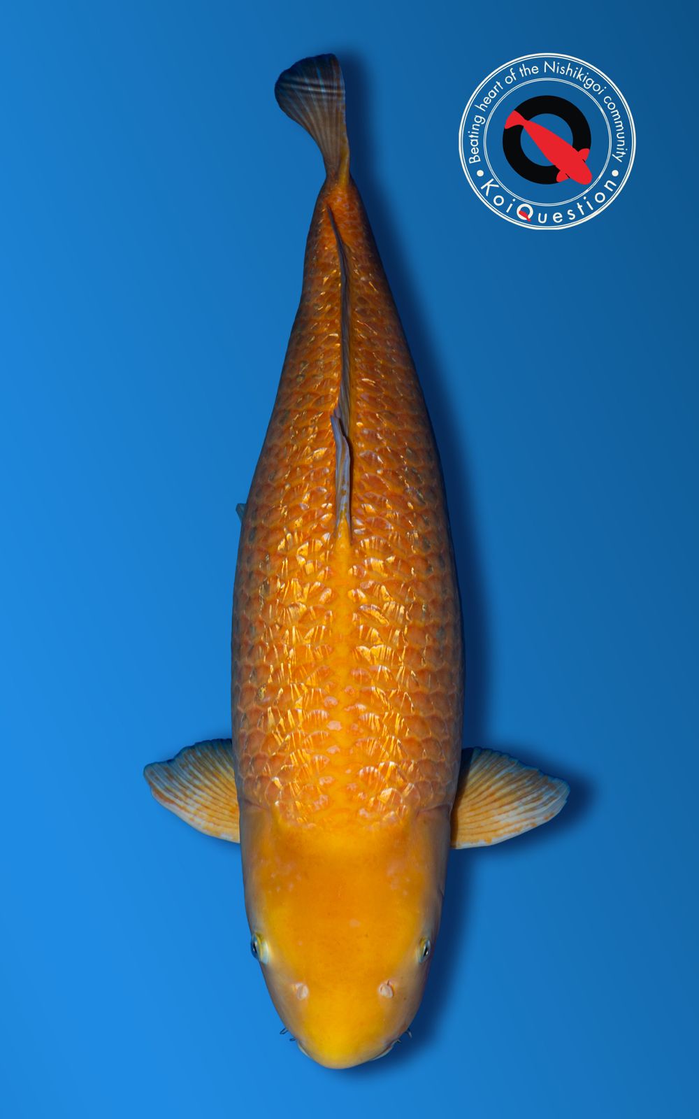 Jumbo Champion B Italian Koi Show 2026 - Koi Expo
