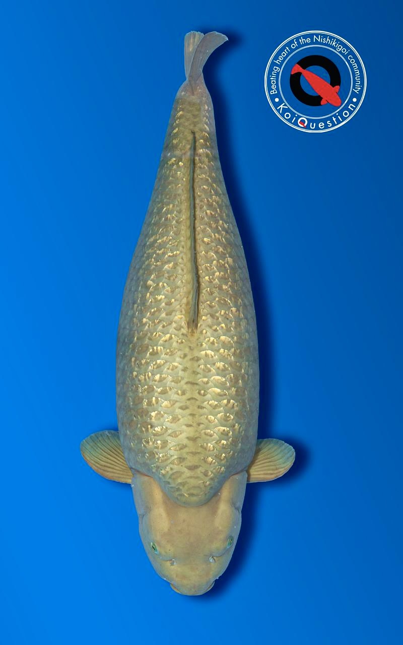 Grand Champion B KoiCave Koi Show 2026