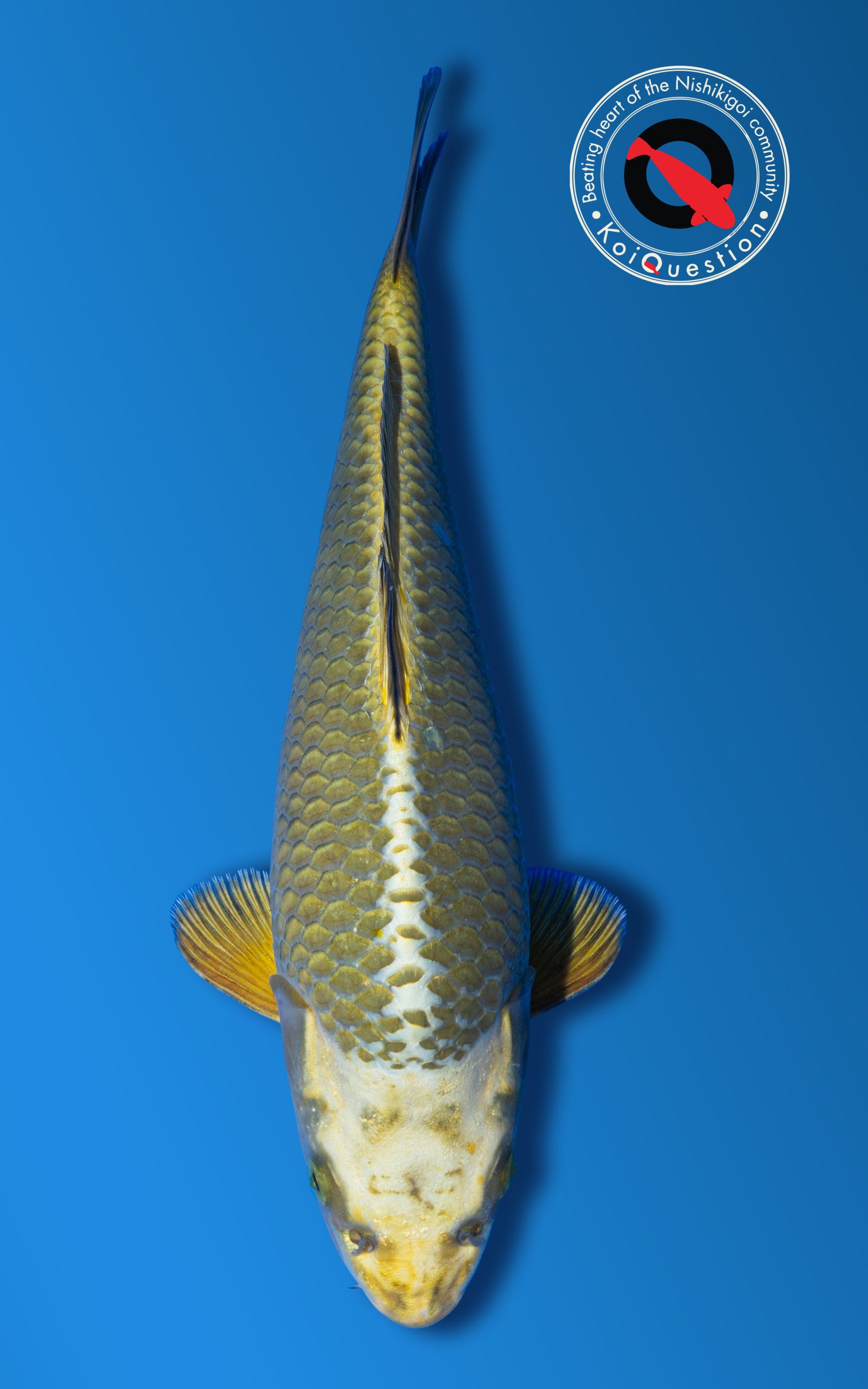 Baby Champion B Italian Koi Show 2026
