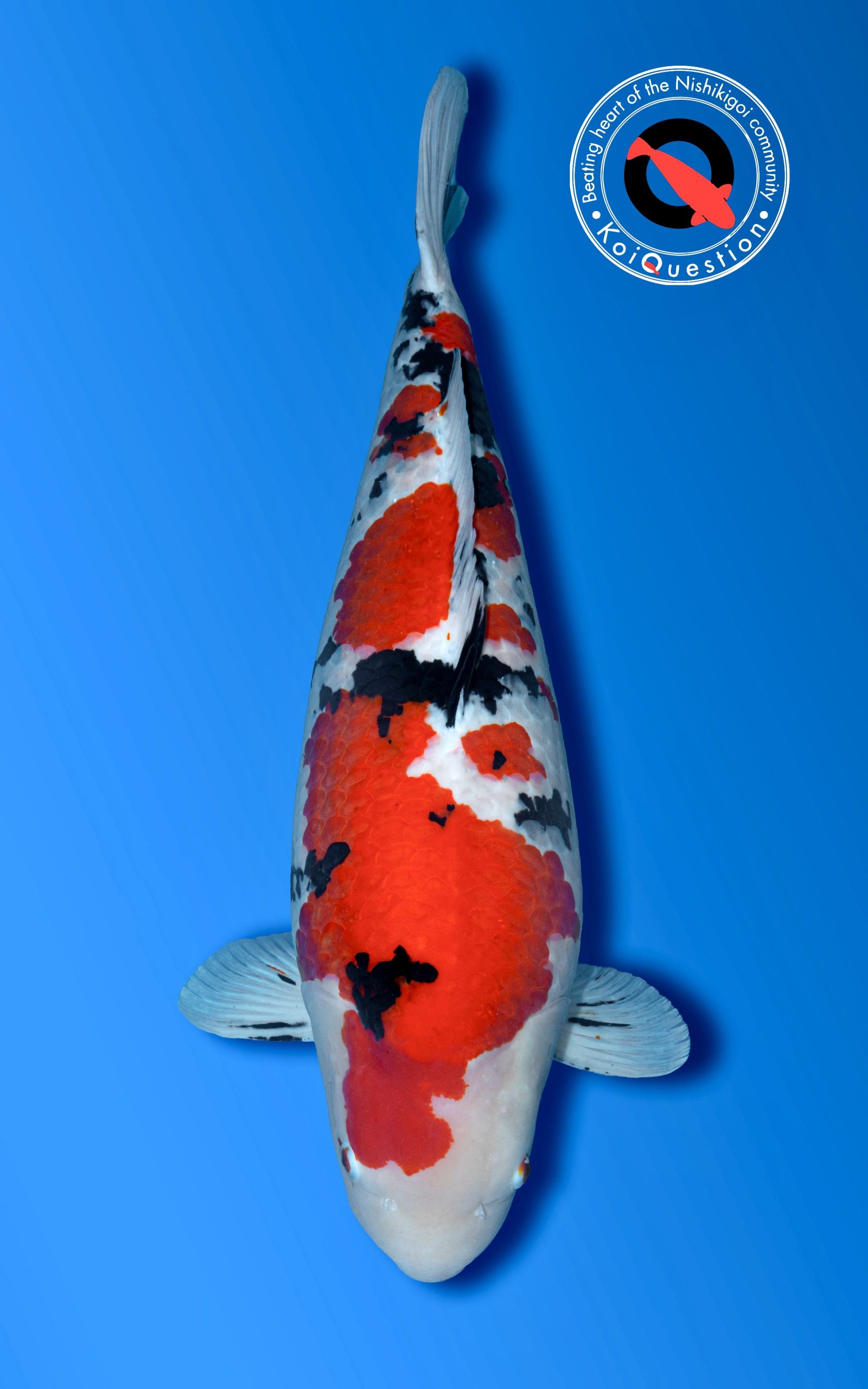 Grand Champion A KoiCave Koi Show 2026