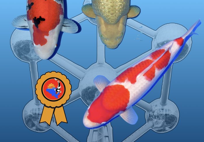 Filip Poppe schlägt zurück mit Grand Champion bei Young Belgian Koi Show Filip Poppe zit Bokoi op de hielen