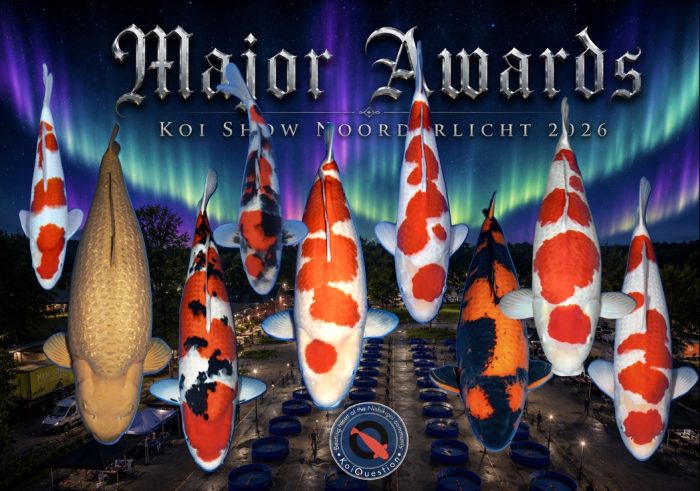 Penghargaan Utama Pameran Koi Noorderlicht 2026; pertarungan! Major Awards Koi Show Noorderlicht 2026