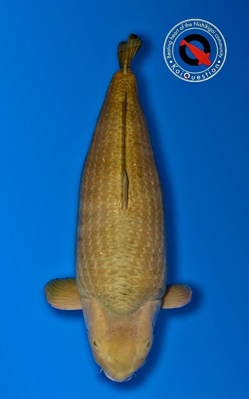 Jumbo Champion European Koi Show 2026 - Chagoi owned by Veldhoven Koi Farm