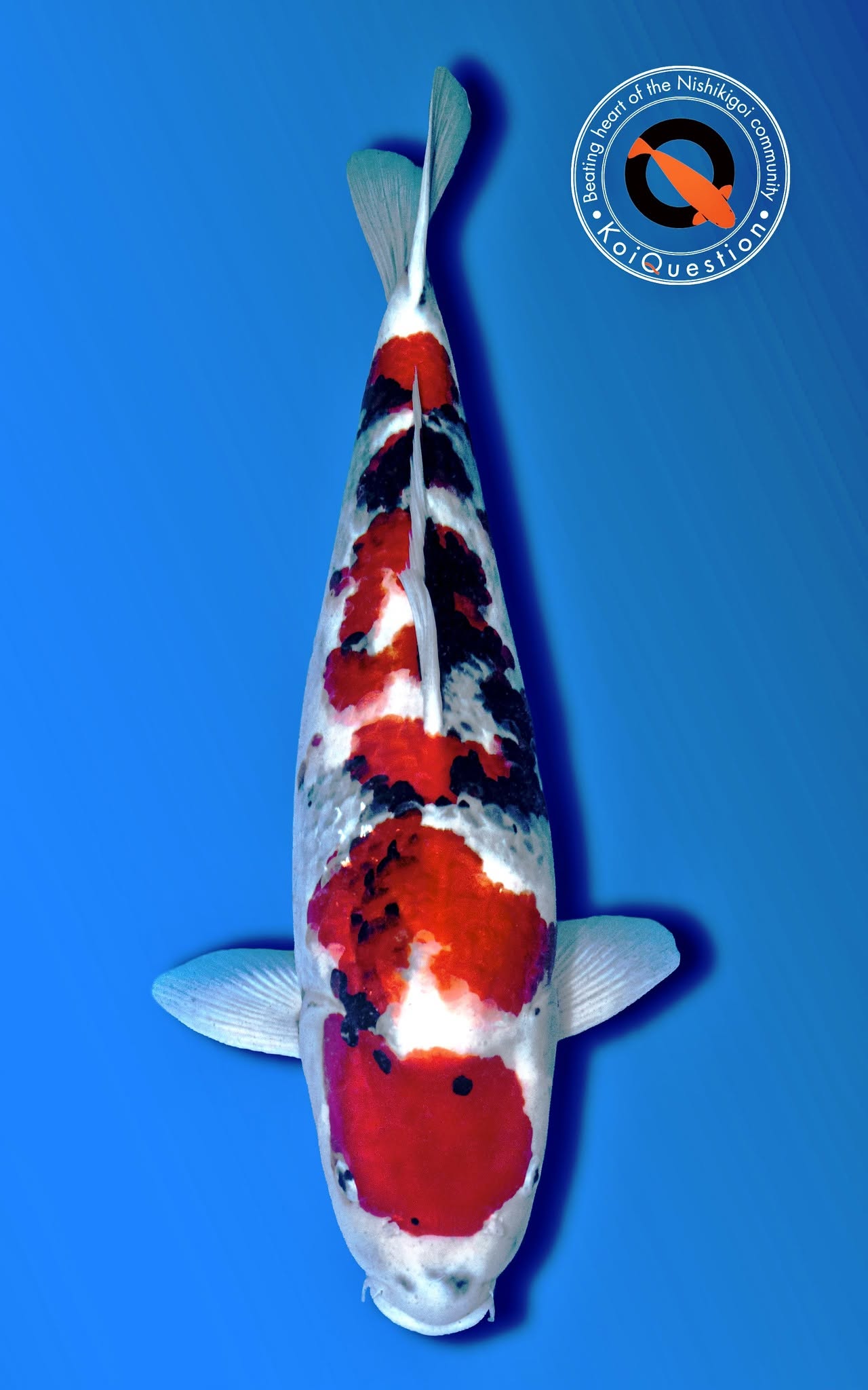 Senior Tategoi European Koi Show 2026 - Showa Sanshoku owned by Intakoi Fuit
