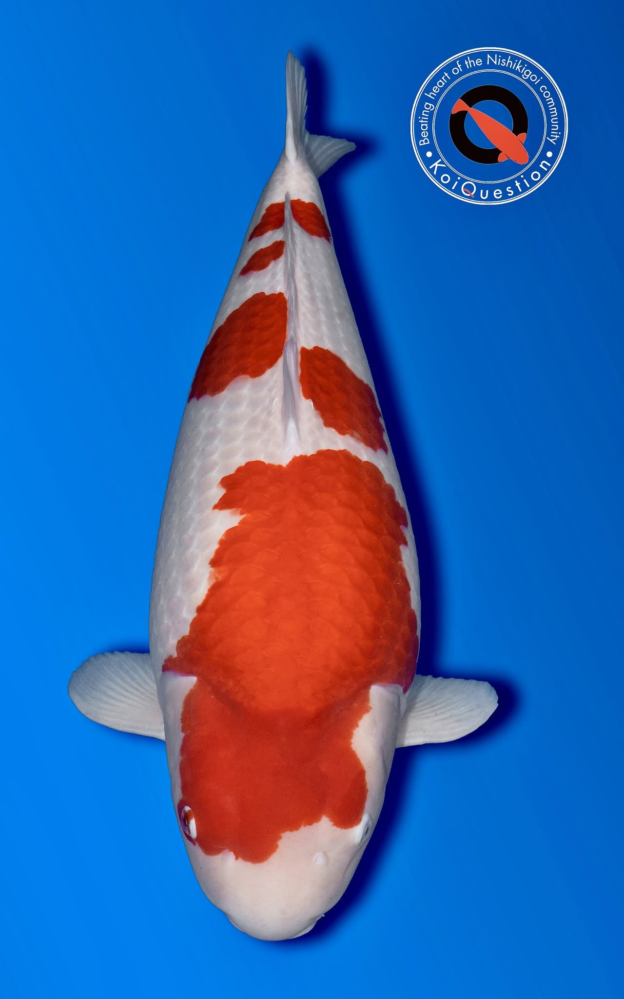 Mature Champion European Koi Show 2026 - Kohaku owned by Raymond Woerts