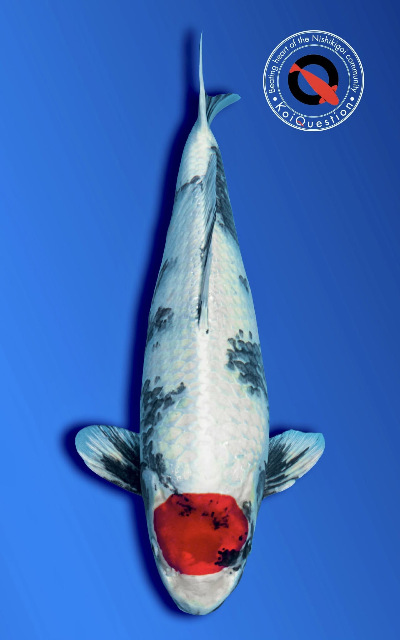 Most Unique European Koi Show 2026 - Tancho Kin Showa owned by Koi Maas en Waal