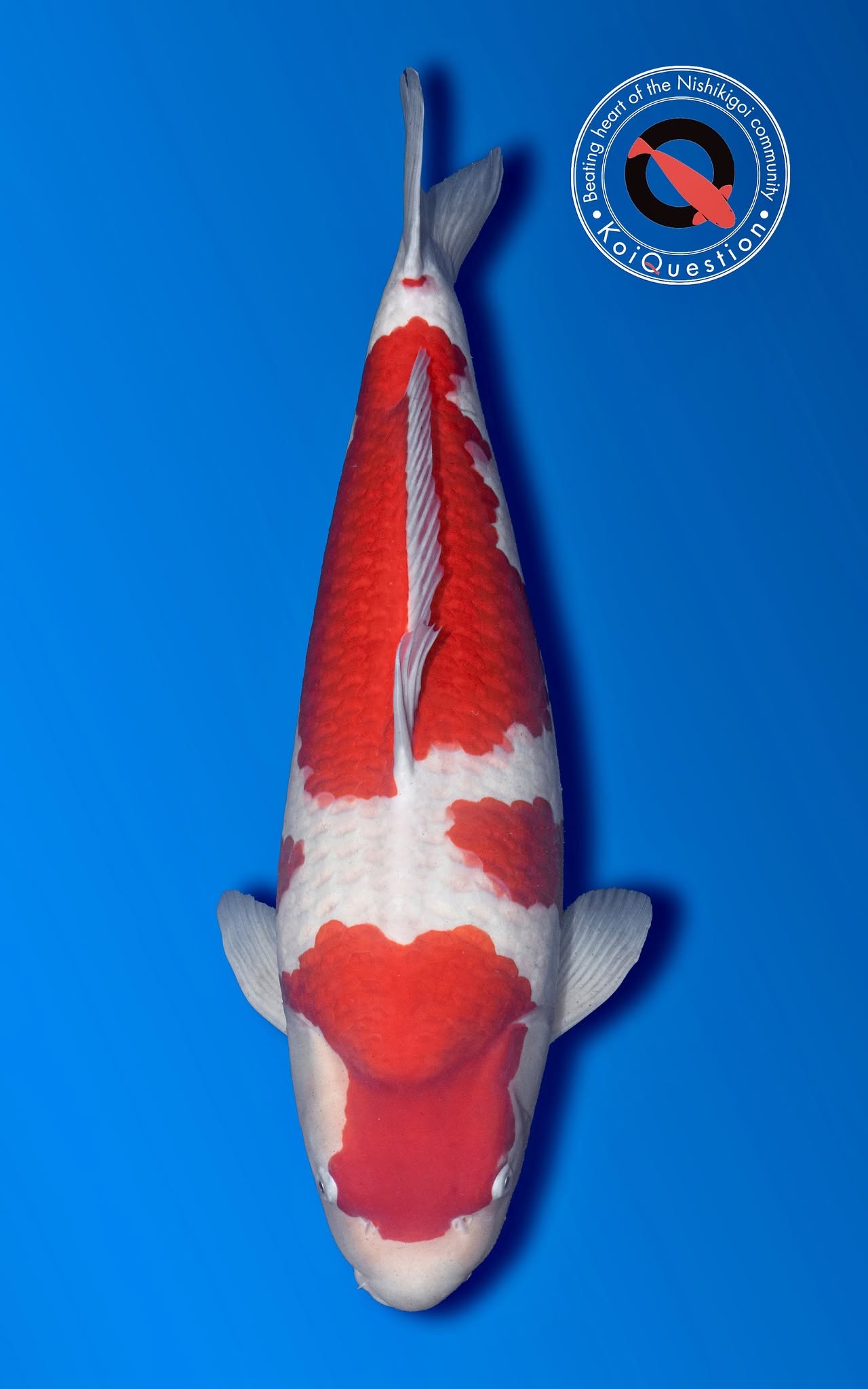 Adult Champion European koi Show 2026 - owned by Aqua Hobby
