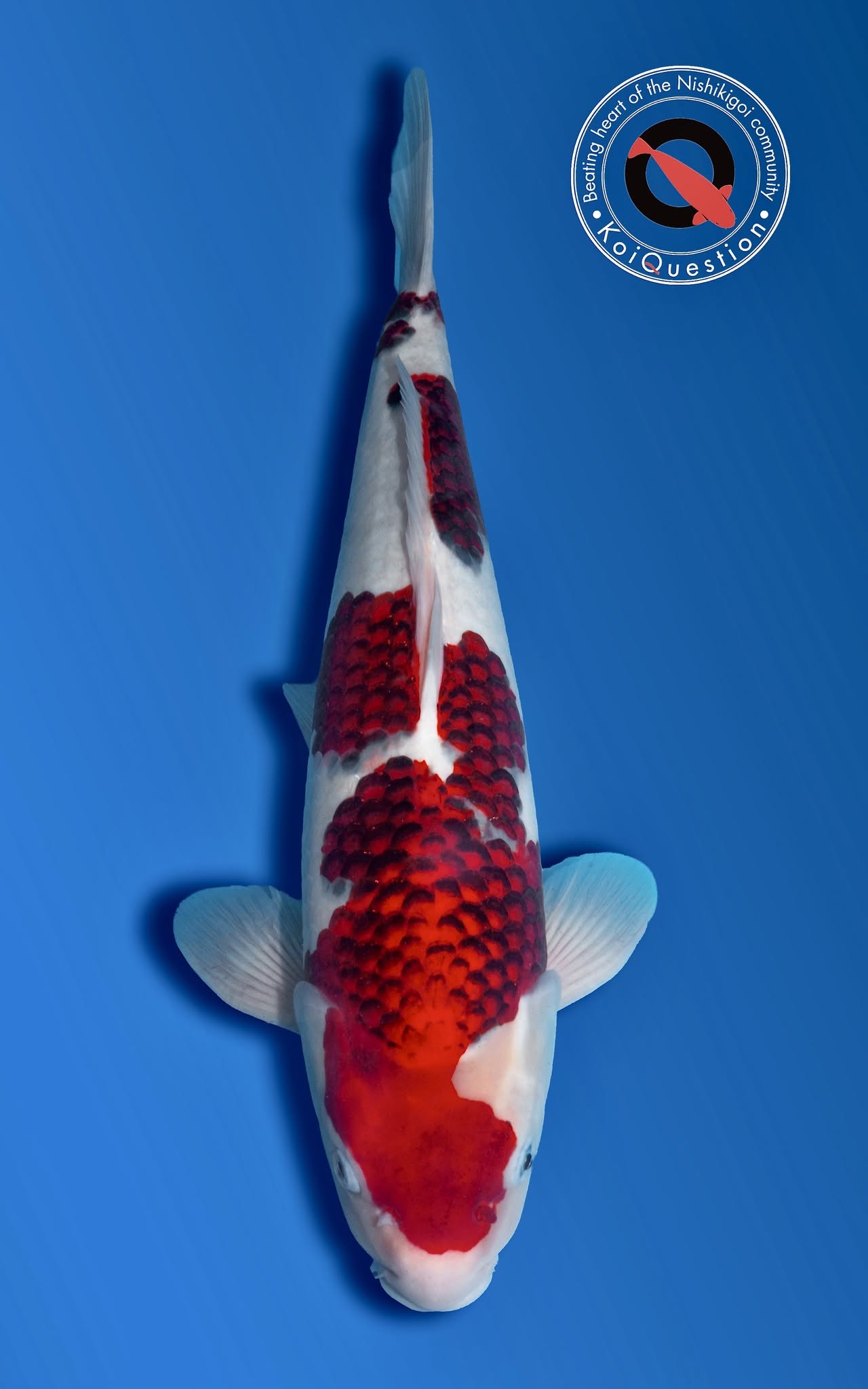 Young Champion European Koi Show 2026 - Ai Goromo owned by Bokoi