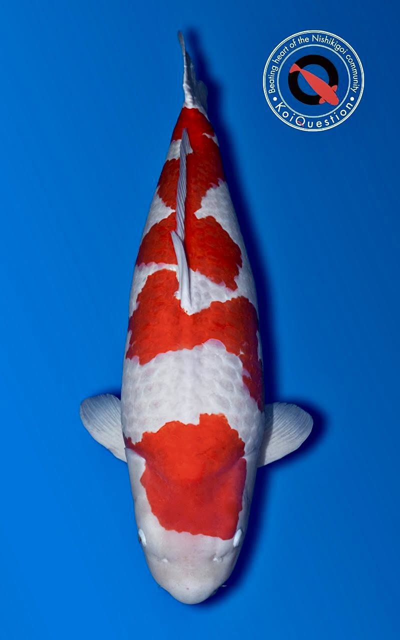 Grand Champion European Koi Show 2026 - Kohaku owned by Rob van der Hulst