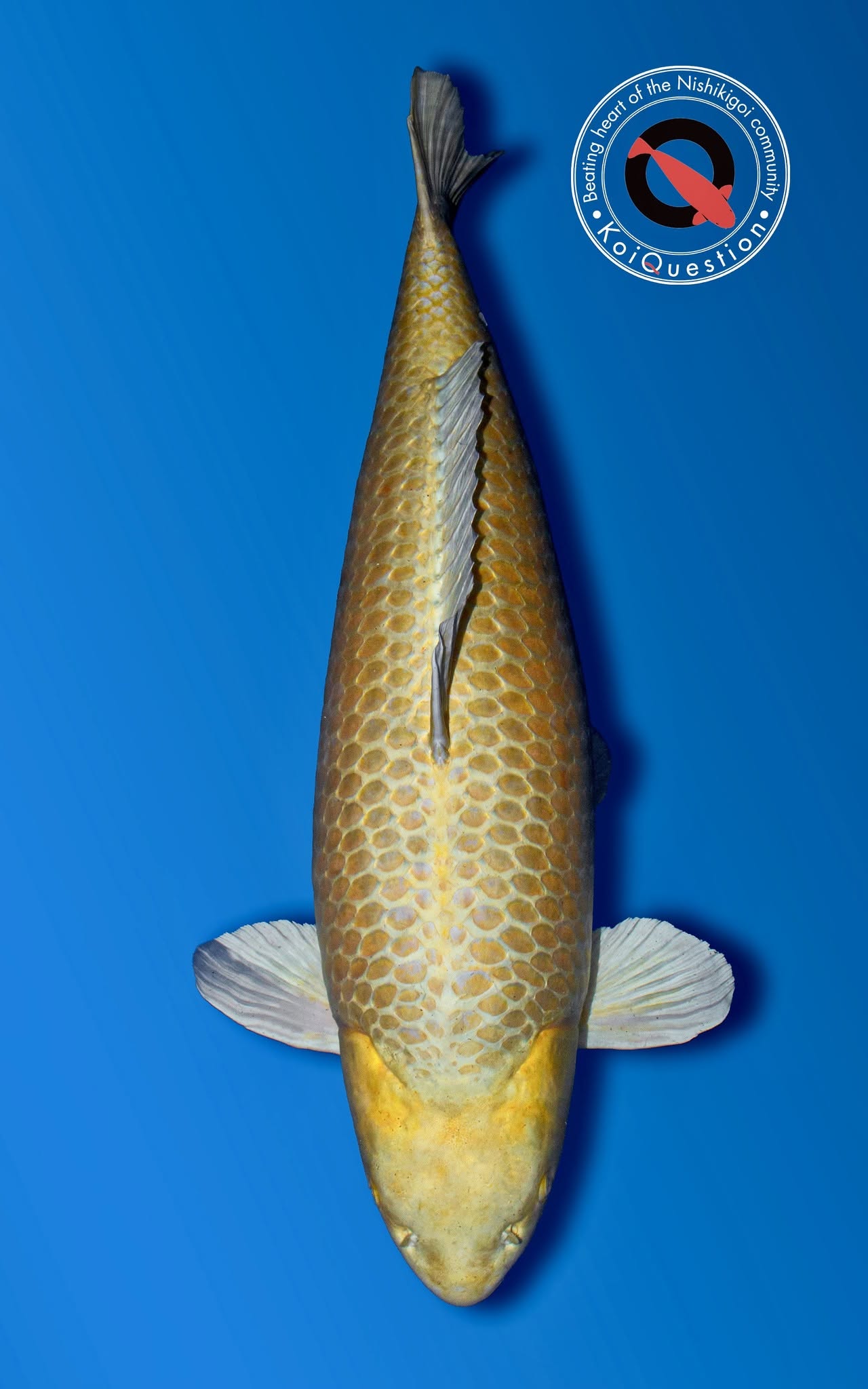 Grand Champion B European Koi Show 2026 - Yamabuki Ogon owned by Interkoi Ameide. Picture courtesy Bas van Hulst.