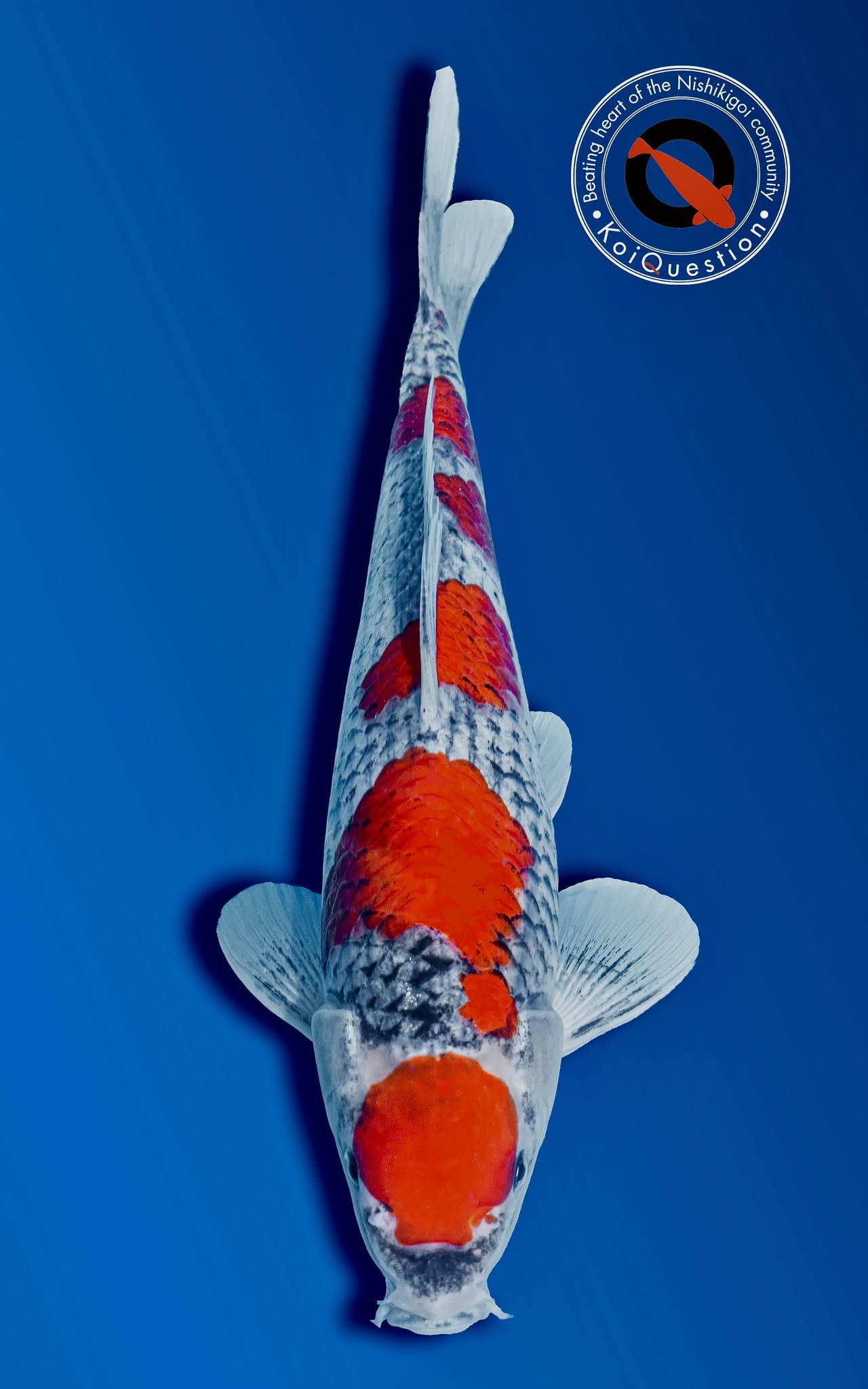Young Tategoi European Koi Show 2026 - Goshiki owned by Bokoi