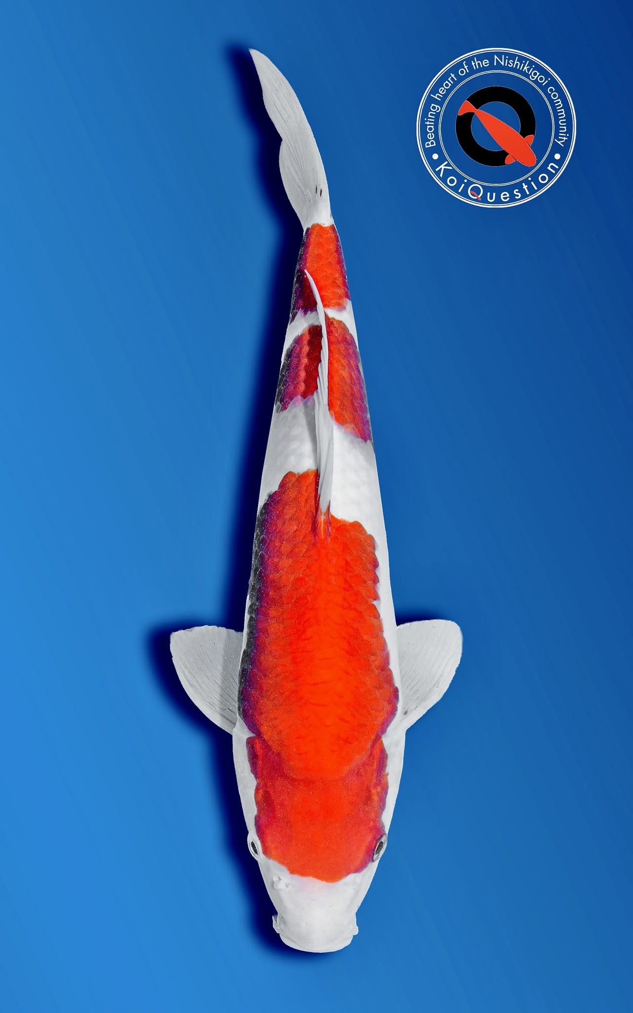 Baby Champion European Koi Show 2026 - Kohaku owned by Veldhoven Koi Farms