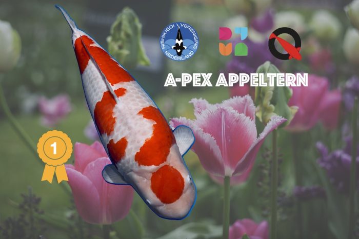 The A-pex van Appeltern; Grand Champion Holland Koi Show 2026 Grand Champion Holland Koi Show 2026 Appeltern Rob van Hulst