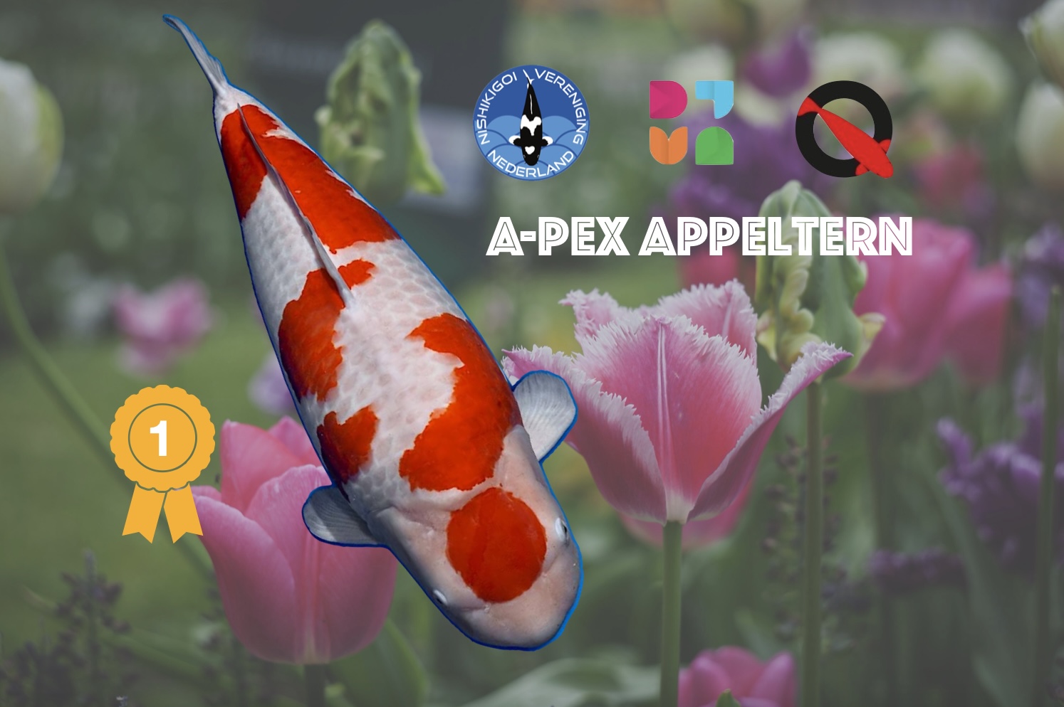 Grand Champion Holland Koi Show 2026 Appeltern Rob van Hulst